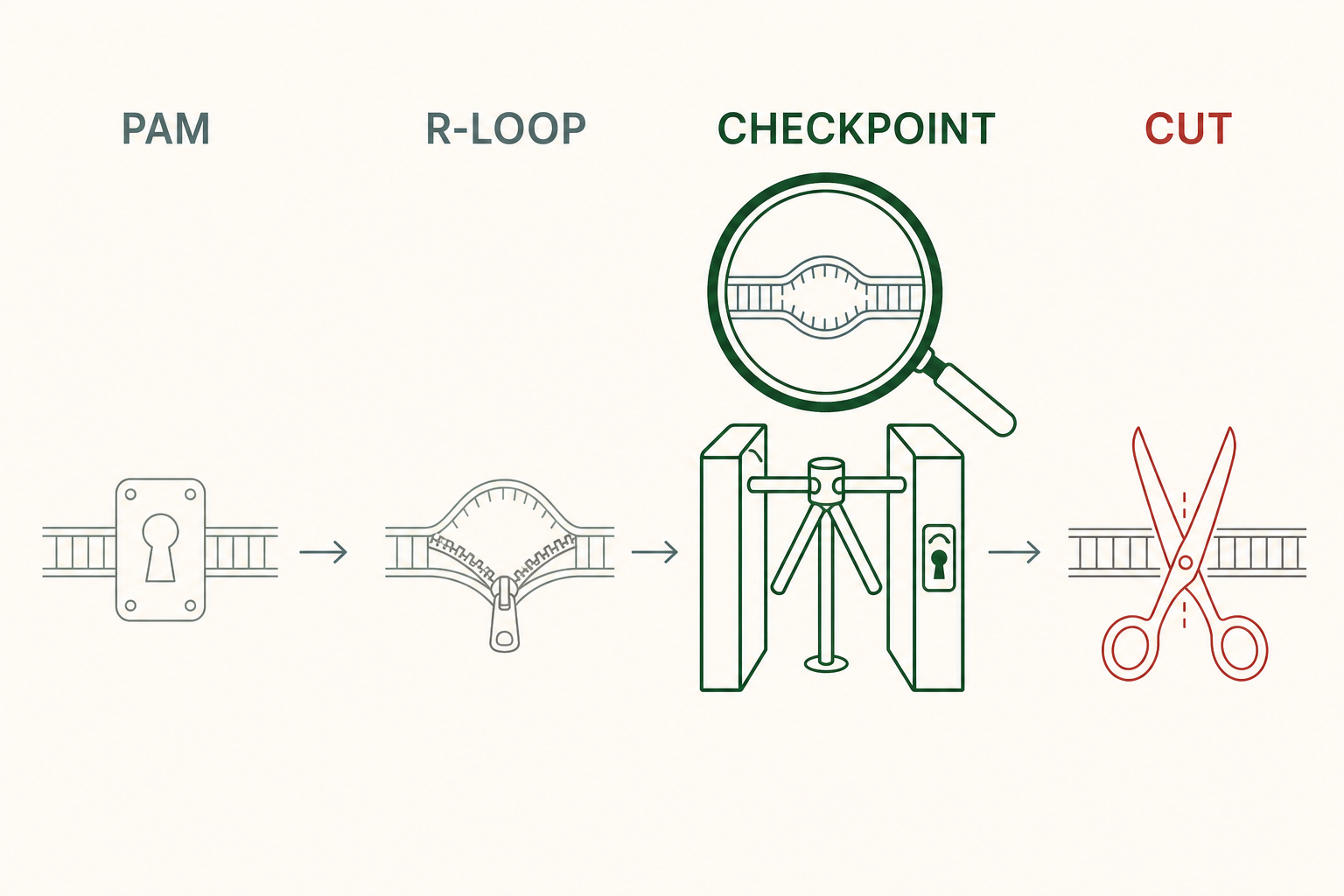 An inspection line with four stations: a keyhole plate labelled PAM, a zipper being opened labelled R-LOOP, a locked turnstile under a magnifier labelled CHECKPOINT drawn much bolder than the others, and finally scissors labelled CUT.